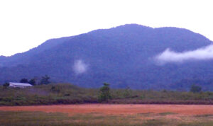 UPTD KPHL Belantu Mendanau