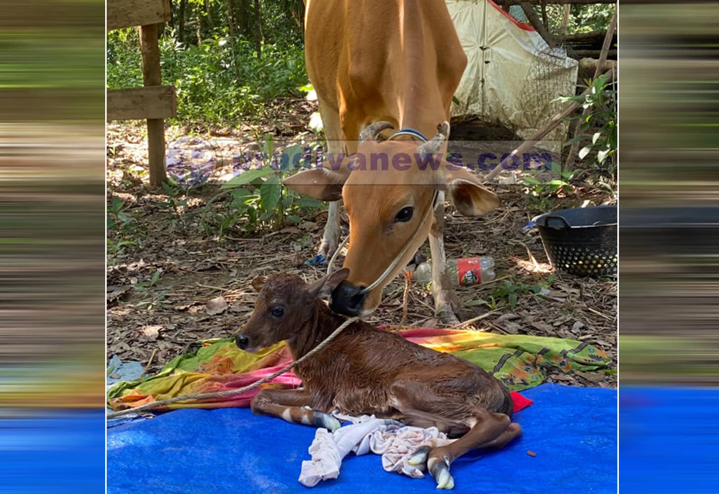 IMG 20240616 Kelahiran Sapi Pertama di Pulau Mendanau Arafah Pratama