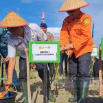 Penanaman Mangrove