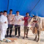 Sapi Kurban Bantuan Presiden