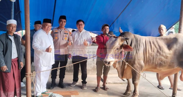 Sapi Kurban Bantuan Presiden