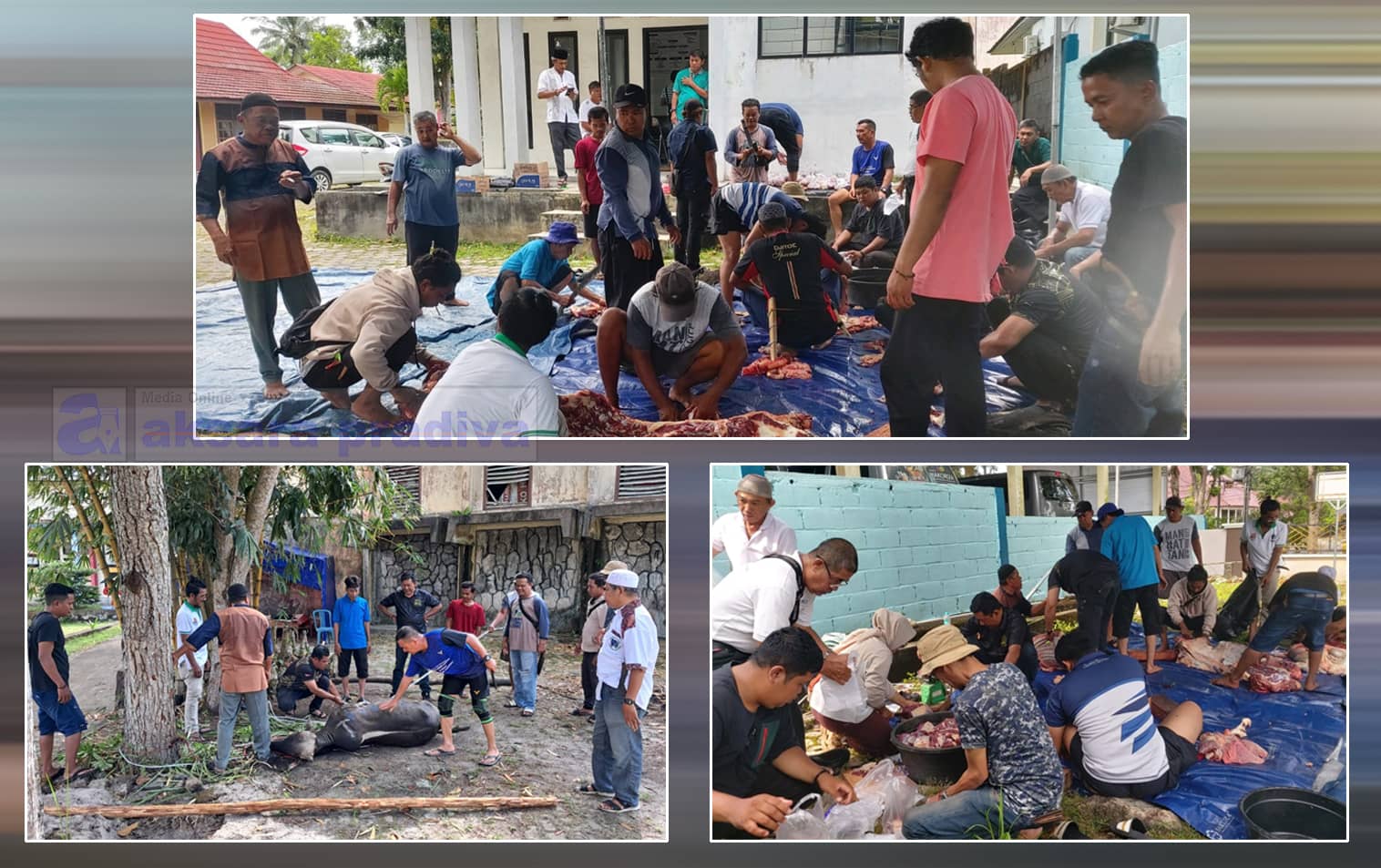 Penyembelihan Sapi Kurban